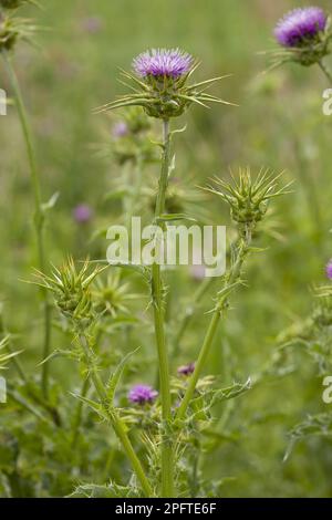 Carduus marianum, Carduus marianus (Silybum marianum), Milk Thistle, Fever Thistle, Lady's Thistle, Saviour's Thistle (Compositae), Cardo del latte Foto Stock