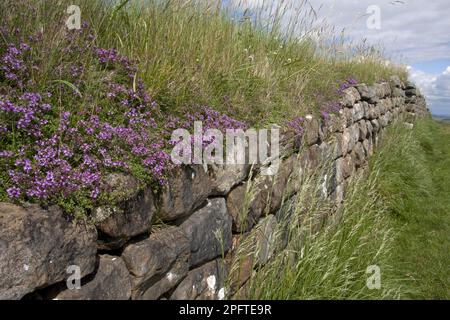 Thyme strisciante (Thymus praecox) fioritura, crescendo su resti di fortificazioni romane, il Muro di Adriano, tra Crag Lough e Housesteads via Foto Stock