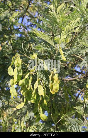 Acquatello d'argento (Acacia dealbata) primo piano di frutta e foglie, coltivati in giardino, Bembridge, Isola di Wight, Inghilterra, Regno Unito Foto Stock