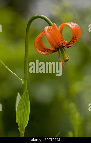 Carnic Lily (Lilium carniolicum) fioritura, coltivazione in prato di fieno, Slovenia Foto Stock