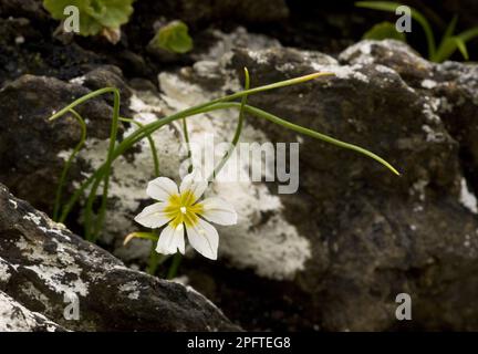 Gagea serotina, giglio rugoso tardivo, famiglia Lily, fioritura di Snowdon Lily (Lloydia serotina), Alpi svizzere, Svizzera Foto Stock