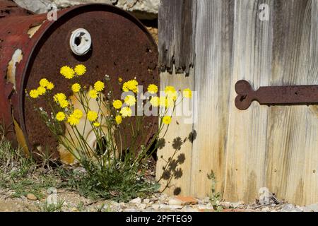 La beuta francese (Crepis nicaeensis) in fiore, crescendo accanto ad una vecchia porta e un barile arrugginito sul bordo di un vigneto, Ile St. Martin, Aude Foto Stock