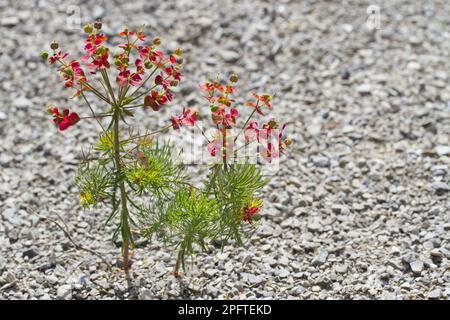 Cypress spurge (Euphorbia ciparissias), spurge, Cypress spurge nella frutta, crescere in scaglie di calcare, Causse de Gramat, Massif Central, Lot Foto Stock