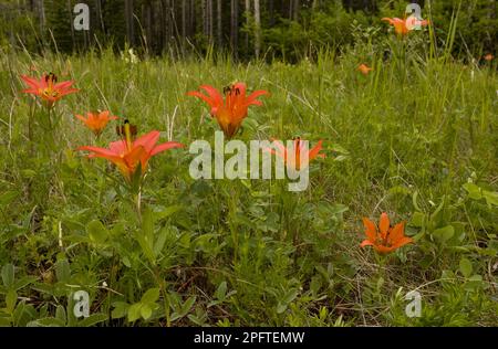 Giglio di legno (Lilium philadelphicum) fiori, in erba, Montagne Rocciose, Canada Foto Stock