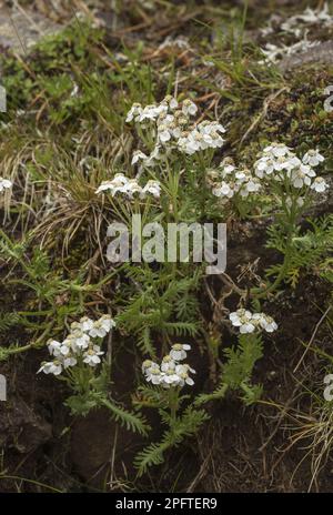 Muschio Milfoil (Achillea erba-rotta moschata) fioritura, coltivazione in erba alpina acida, Alpi italiane, Italia Foto Stock