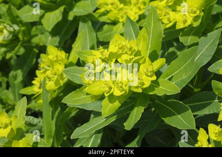 Sprurgo irlandese (Euphorbia hyberna) primo piano di fiori, Pirenei, Ariege, Francia Foto Stock