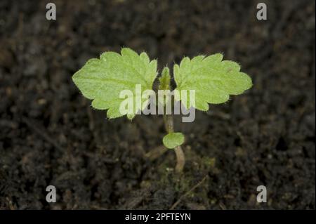 Ortica puzzolente (Urtica) dioica, erbacce prickly annuali dai giardini, terra di spreco e siepi con due fogli allineare e cotiledoni Foto Stock