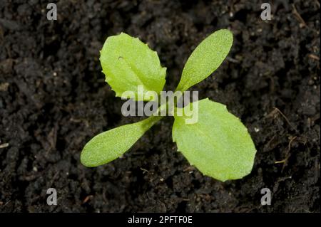 Aragosta (Senecio vulgaris), ragwort comune, ragwort comune (Compositae), aragosta di semina, cotiledoni annuali di seminativo e di erbacce e Foto Stock