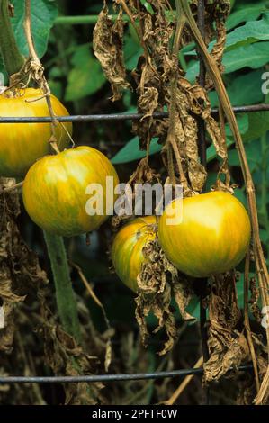 Pomodoro (Solanum sp.) "Zebra verde", primo piano della frutta, con la salice di Fusarium (Fusarium oxysporum lycopersici) che causa la salice vascolare di utricularia Foto Stock