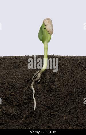 Piantina di girasole con cotiledoni in espansione ma ancora racchiusa dal seme o dal pericarpo (numero di serie 3) Foto Stock