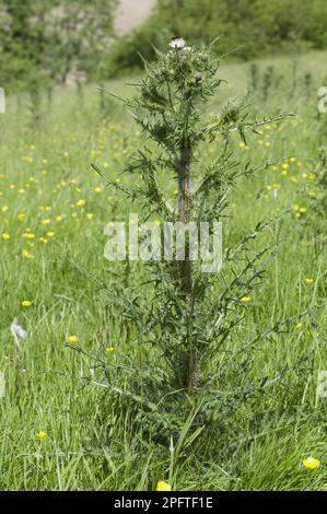 Palude (Cirsium palustre), pianta a fiore bianco in un prato basso, Berkshire, Inghilterra, Regno Unito Foto Stock