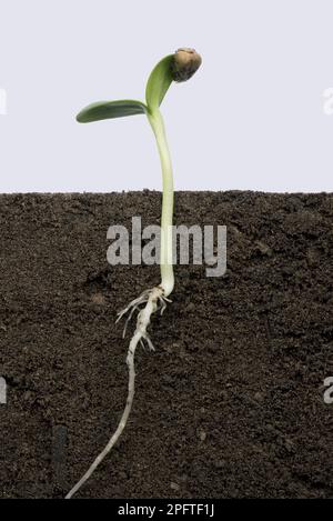 Piantina di girasole con cotiledoni in espansione, con il rivestimento di semi o pericarpo ancora attaccato (numero di serie 4) Foto Stock