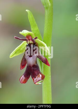 Orchidea del mosca (Ophrys insettifera) primo piano di un'orchidea del mosca con le gocce di pioggia, Dolomiti, Alpi italiane, Italia Foto Stock