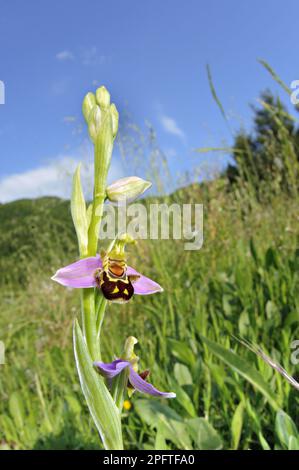Bee Orchid (Ophrys apifera) fioritura, cresce in habitat, Italia Foto Stock