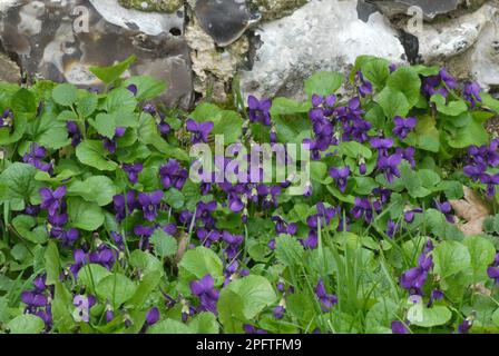 Fiore di viola dolce, sviluppandosi accanto al vecchio muro di selce, Berkshire, Inghilterra, primavera, viola di marzo, Fioritura viola dolce, che cresce accanto alla vecchia selce Foto Stock