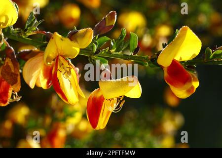 Primo piano della scopa comune (Cytisus scoparius), forma bicolore, Powys, Galles, Regno Unito Foto Stock