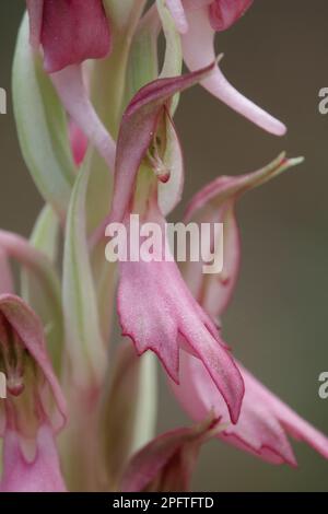 Orchidea sacra (Orchis sancta) primo piano di fiori, Lesvos, Grecia Foto Stock