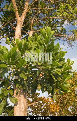 Acqua di Mangium (Acacia mangium) introdusse specie, primo piano delle foglie, Isola di Palawan, Filippine Foto Stock