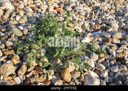 Orche di spear, melde comune, Melde di diffusione, foglie di Orache comune (Atriplex patula), che crescono su ciottoli ai margini della spiaggia, Bembridge, Isola di W Foto Stock