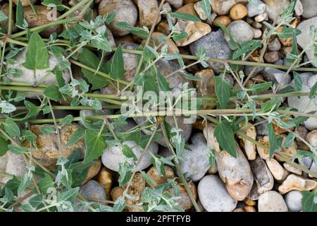 Orche di spear, melde comune, melde comune, melde di spargimento, famiglia di Foxtail, Orache comune (Atriplex patula) che cresce sulla spiaggia di ghiaia, Osmington Foto Stock