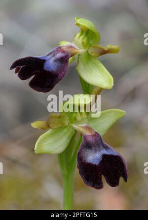 Atlantico atlantico bee-orchidea (Ophrys atlantica), primo piano di fiori, Andalusia, Spagna Foto Stock