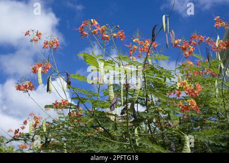 Orgoglio delle Barbados (Caesalpinia pulcherrima) fiori e semi, Grenada, Grenadine, Isole Windward, piccole Antille Foto Stock