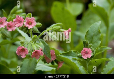 Lungwort rosso (Pulmonaria rubra) fioritura, Bulgaria Foto Stock