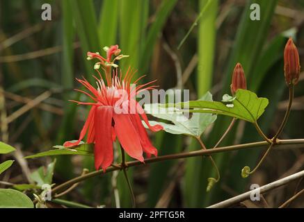 Fiori profumati di passionflower (Passiflora vitifolia), Darien, Panama Foto Stock