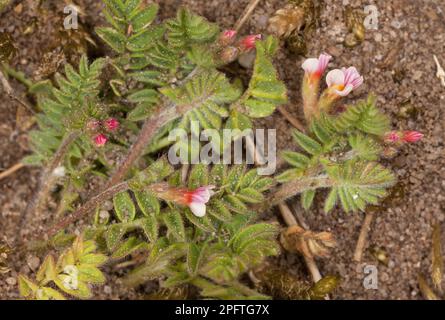 Piccolo uccello bianco-piede (Ornithopus perpusillus), varchi di topo, pianta di farfalla, Bird's-piede fioritura, crescere su brughiera sabbiosa, Breckland, Norfolk Foto Stock