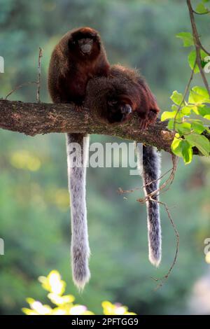 Coppery titi (Callicebus cupreus), coppia di adulti Foto Stock