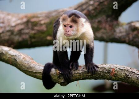 Cappuccino con testa bianca, adulto, Sud America (Cebus capucinus) Foto Stock