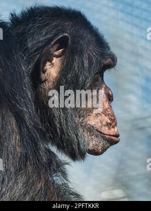 Ritratto di uno scimpanzé a profilo laterale in un recinto dello zoo, che mostra pelliccia scura, volto espressivo e comportamento intelligente dei primati contro un morbido Foto Stock