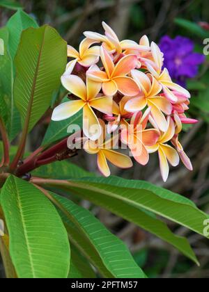 Bellissimi fiori profumati dell'albero di Frangipani, colori arancione rosa giallo, un mazzo sull'albero, foglie verdi Foto Stock