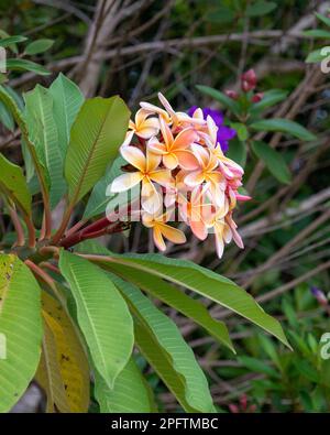 Bellissimi fiori profumati dell'albero di Frangipani, colori arancione rosa giallo, un mazzo sull'albero, foglie verdi Foto Stock
