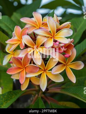 Bellissimi fiori profumati dell'albero di Frangipani, colori arancione rosa giallo, un mazzo sull'albero, foglie verdi Foto Stock