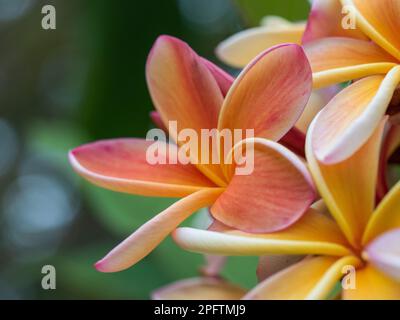 Bellissimi fiori profumati di Frangipani, arancio rosa, colori gialli, primo piano di petali, sfondo verde bokeh sfocato Foto Stock