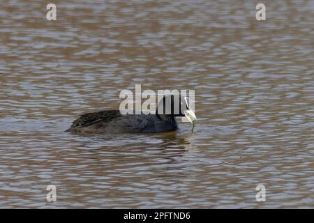 gavata nera in un lago Foto Stock