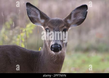 Un ritratto di un cervo dalla coda bianca rivolto in avanti. Foto Stock