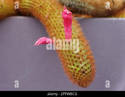 Primo piano del Cactus Golden Rat Tail con un fiore rosa Foto Stock