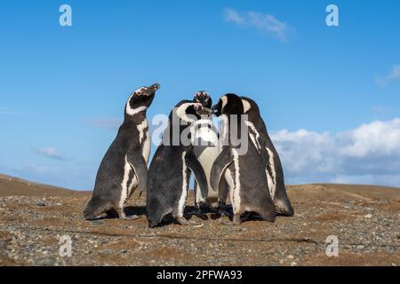 5 Pinguini magellanici che si trovano in piedi l'uno vicino all'altro formando un piccolo cerchio con cielo blu sullo sfondo dell'isola di Magdalena, Punta Arenas, Cile. Foto Stock