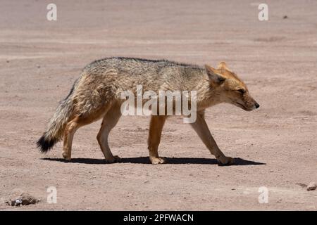 Una volpe di culpeo nella valle della Luna, Cile. Foto Stock