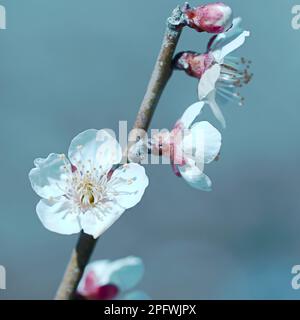 I fiori bianchi di prugna si chiudono in primo piano con un cielo azzurro chiaro e delicato sullo sfondo Foto Stock