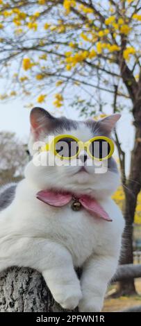 Il proprietario dell'animale domestico prende il gatto per parcheggiare per vista in primavera con il crisanthemum Suzuki piacevole sfondo Foto Stock