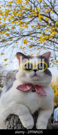 Il proprietario dell'animale domestico prende il gatto per parcheggiare per vista in primavera con il crisanthemum Suzuki piacevole sfondo Foto Stock