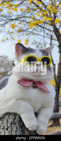 Il proprietario dell'animale domestico prende il gatto per parcheggiare per vista in primavera con il crisanthemum Suzuki piacevole sfondo Foto Stock