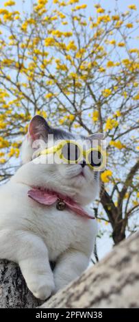 Il proprietario dell'animale domestico prende il gatto per parcheggiare per vista in primavera con il crisanthemum Suzuki piacevole sfondo Foto Stock