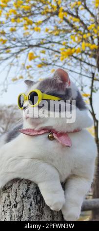 Il proprietario dell'animale domestico prende il gatto per parcheggiare per vista in primavera con il crisanthemum Suzuki piacevole sfondo Foto Stock