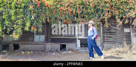 La fioritura della pirostegia venusta e la vecchia casa a Yunlin, Taiwan Foto Stock