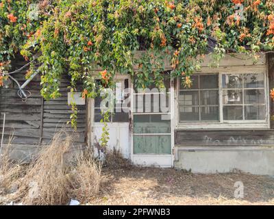 La fioritura della pirostegia venusta e la vecchia casa a Yunlin, Taiwan Foto Stock