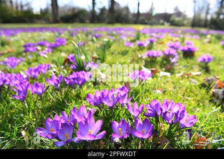 Berlino, Germania. 18th Mar, 2023. I fiori sono visti al Britzer Garten a Berlino, in Germania, il 18 marzo 2023. Credit: Ren Pengfei/Xinhua/Alamy Live News Foto Stock